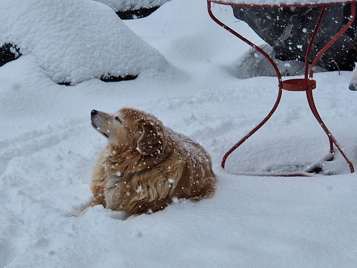 Chalet Gotthelf Gartenstudio, Ferien Mit Hund Adelboden Bagian luar foto